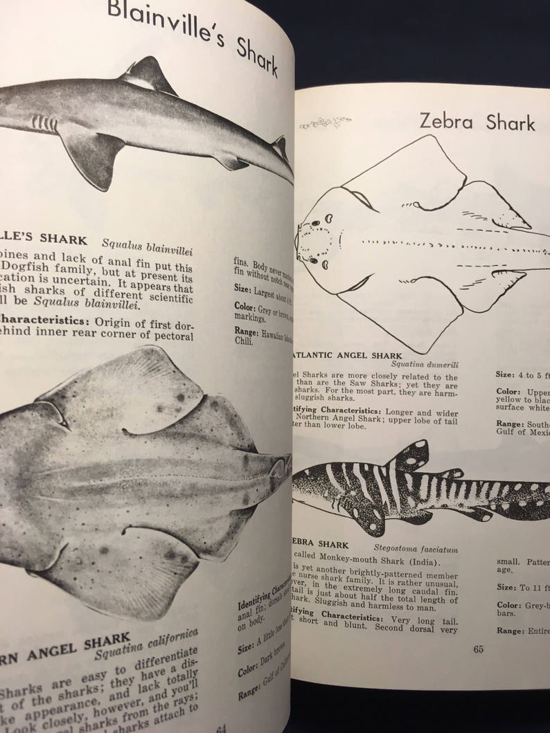 Vintage Dictionary of Sharks 1973 First Edition Published in Etsy