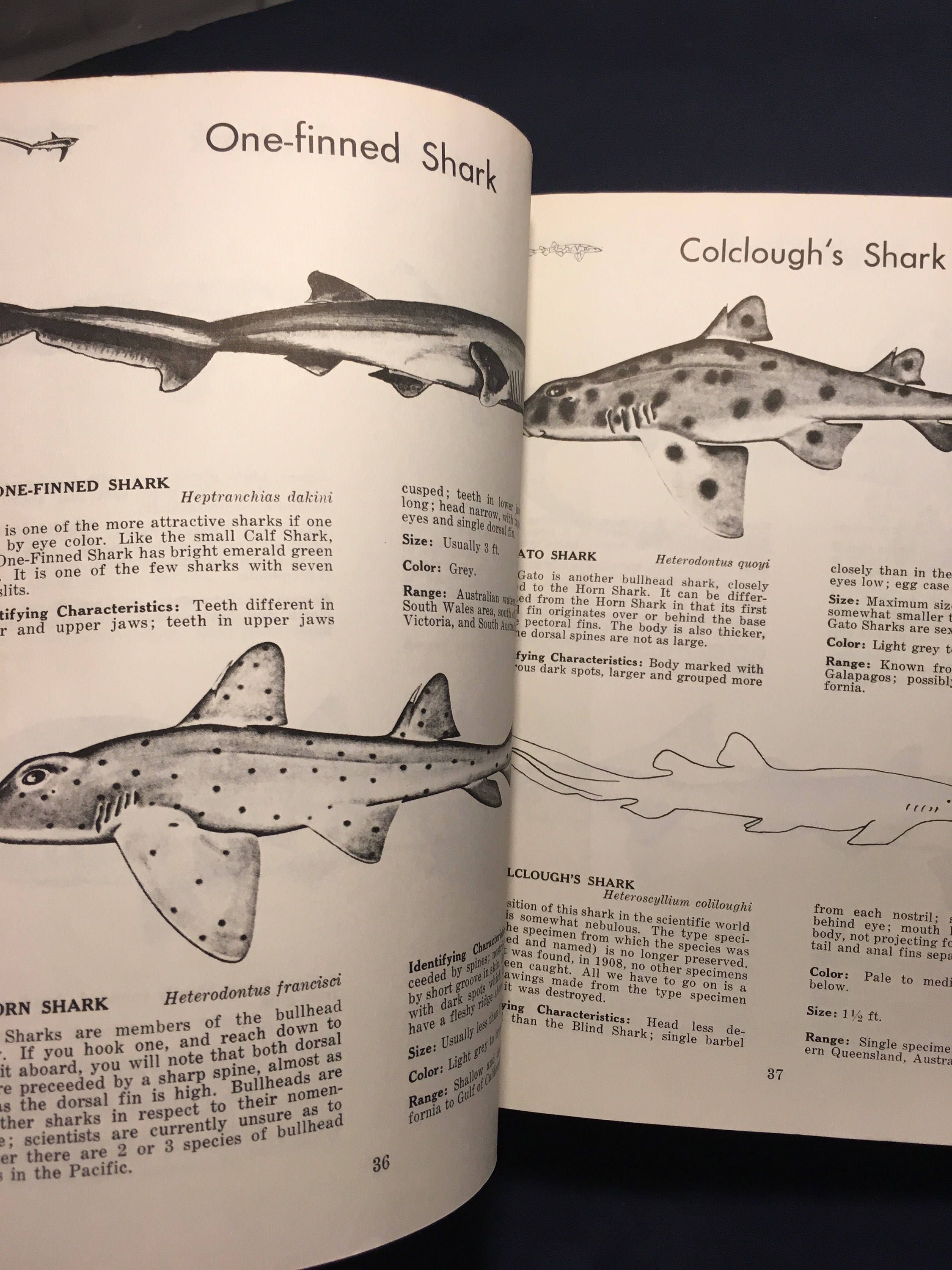 Vintage Dictionary of Sharks 1973 First Edition Published in Etsy