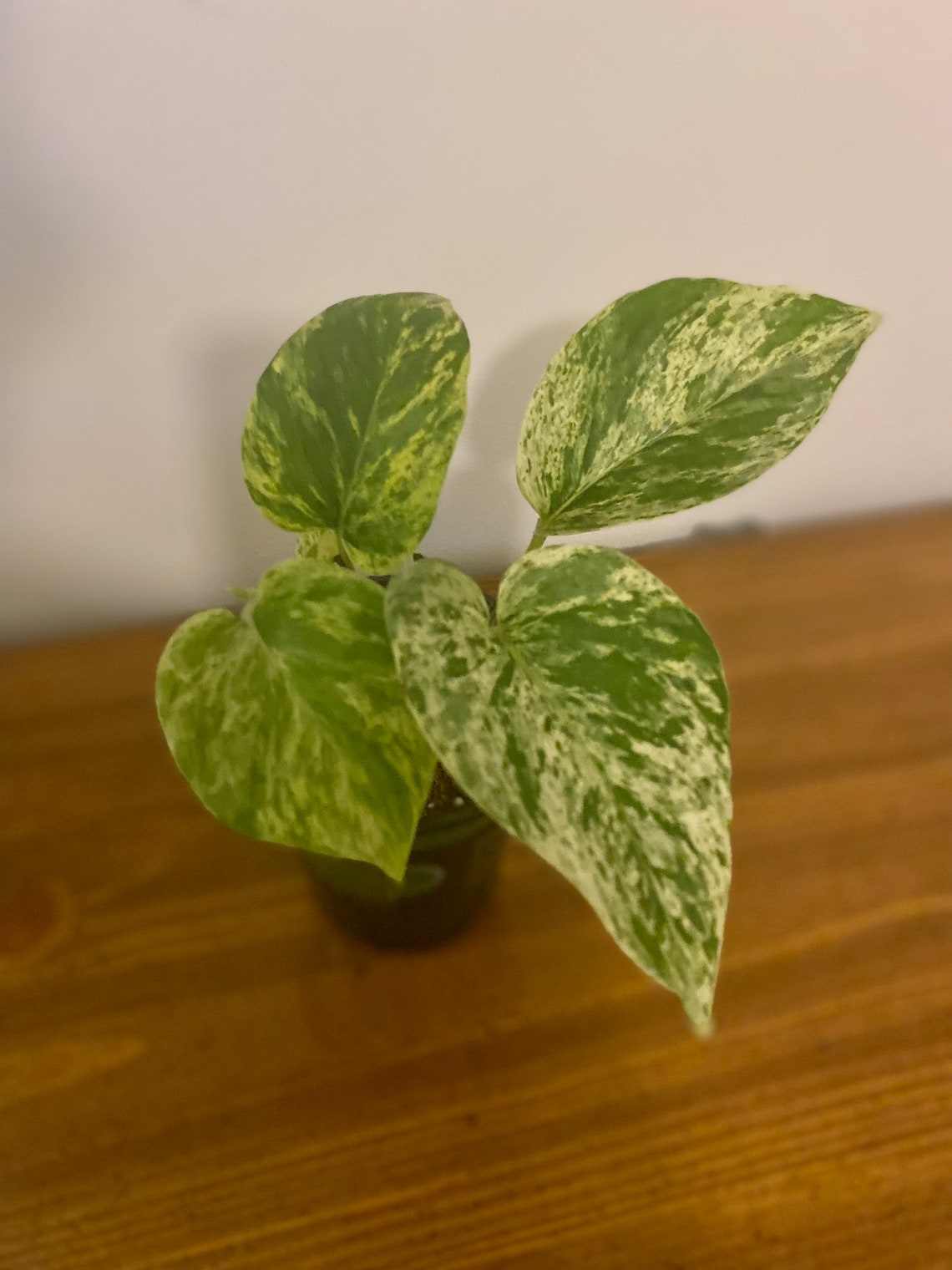 Live Marble Queen Pothos planta arraigada planta en la imagen Etsy