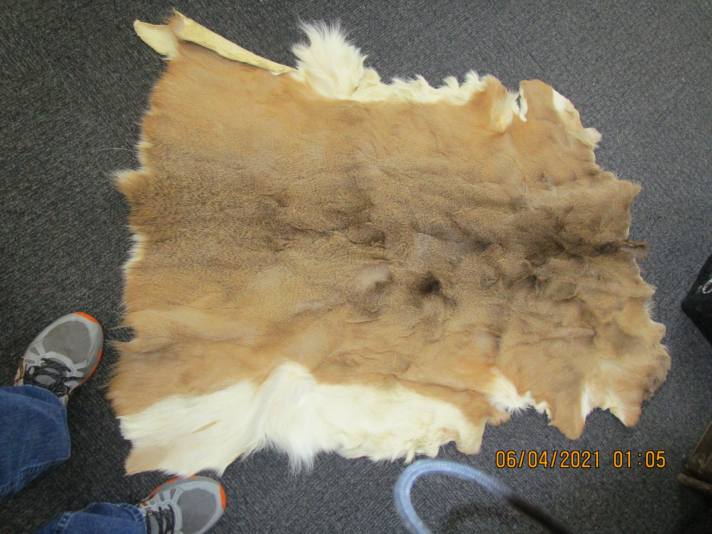 Whitetail Deer Hide With Hair-on