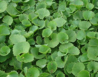 Pennywort - Gotu Kola - Centella Asiatica (Rau Má ) 3" Pot