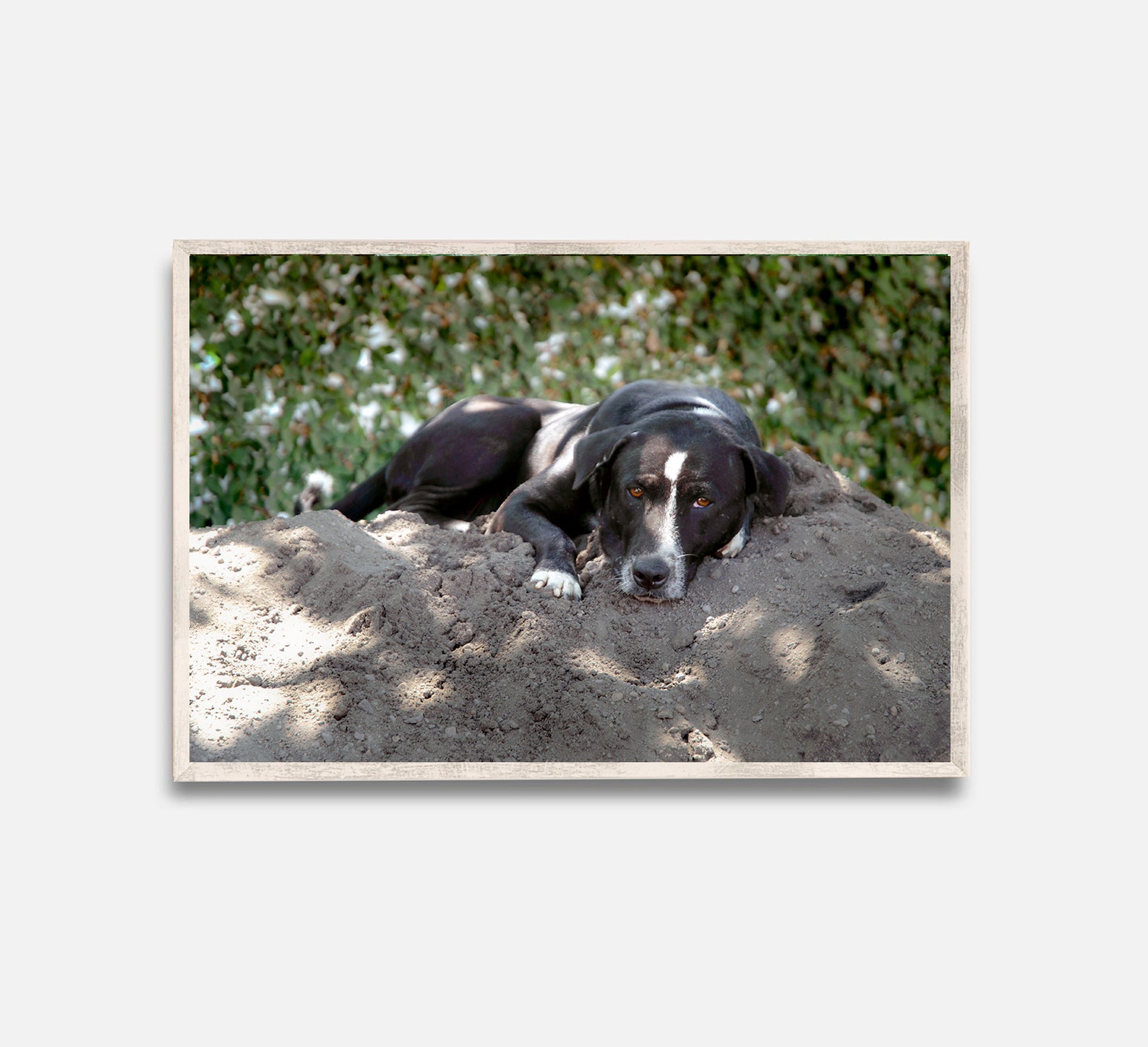 Bali Hund faulen Hund für Hundeliebhaber Tierliebhaber Etsy