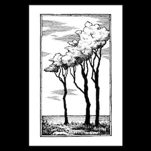 May include: Black and white illustration of three trees with a cloudy sky and a body of water in the background. The trees are silhouetted against the sky and water.