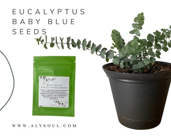 Blue Eucalyptus - Eucalyptus Seeds - Plant your own Eucalyptus at home - Eucalyptus house plant - Easy to grow - Party Favor Seeds - Seeds .