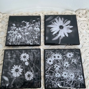 Black and white Daisy photo coasters