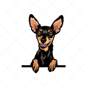 Miniatyrpinscher kikar hund Clipart svg eps png jpg-vektor clipart-Min Pin Ladda ner filer för skyltar, t-shirts, utskrifter, logotypdesigner etc.