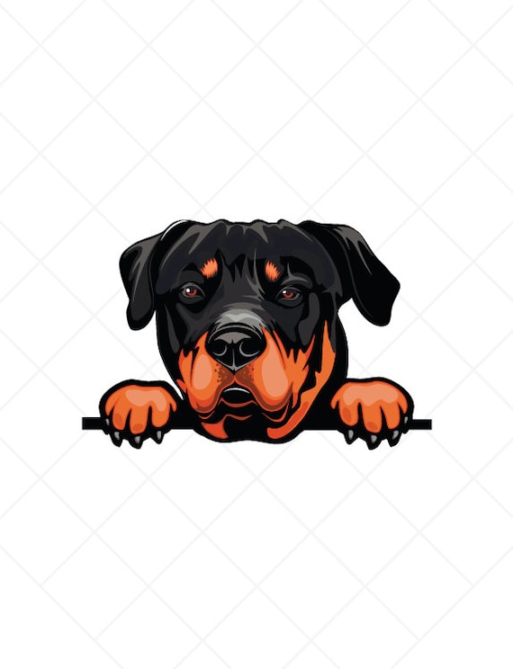 (極美品)kj着rottweiler DOG PHOTO TEE cootie 71eayALFa5L._AC_SY350_QL65_.jpg