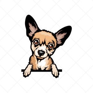 May include: A brown and white chihuahua dog with brown ears and brown eyes is peeking over a white surface. The dog has a white patch on its chest and a white stripe on its forehead.