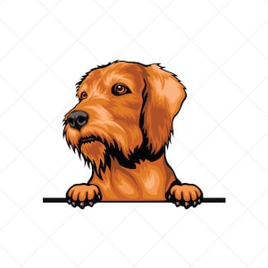 Wirehaired Vizsla Spähen Hund Clipart svg eps png jpg-Vector Clip Art-digitale Download-Dateien für Schilder, T-Shirts, Druck, Logo-Designs, etc