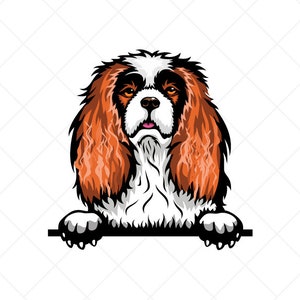 King Charles Spaniel Peeking Dog Clipart svg eps png jpg-Vector Clip Art-Cavalier Scarica file per insegne, magliette, stampa, disegni di logo