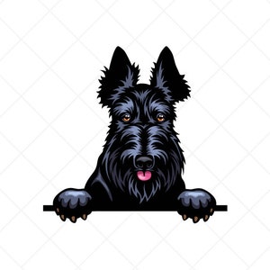 May include: A black Scottish Terrier dog with a pink tongue sticking out peeks over a white surface with its paws on the surface.