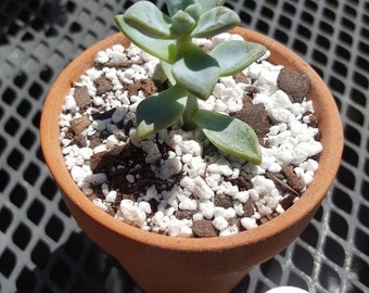 Succulent in terra cotta pot