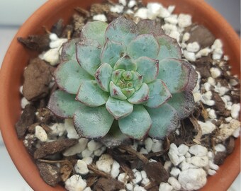 Echeveria in terra cotta pot