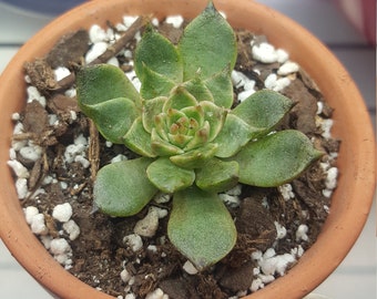 Echeveria in terra cotta pot