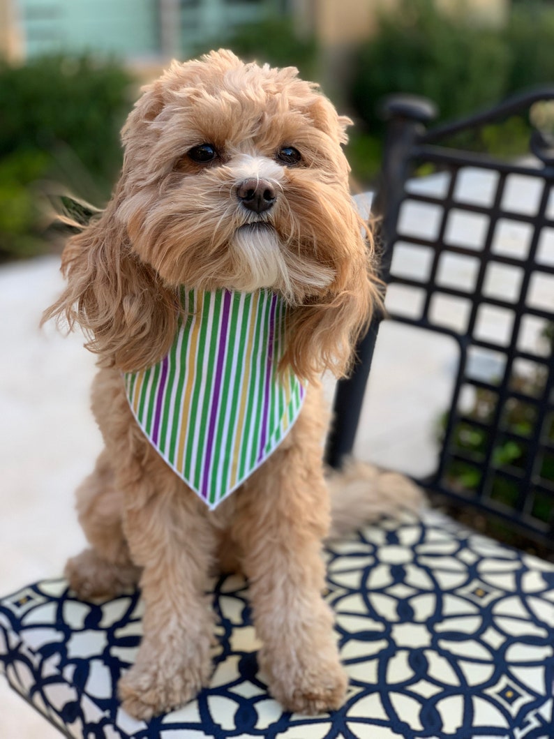 mardi gras dog bandana