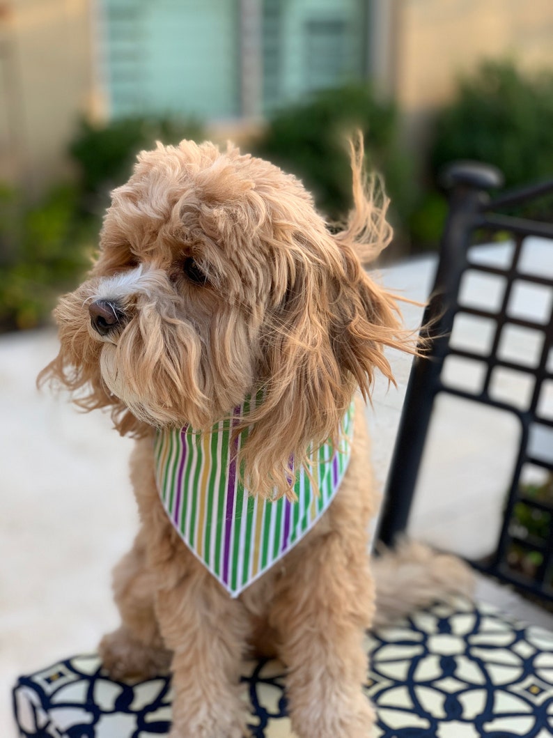 mardi gras dog bandana