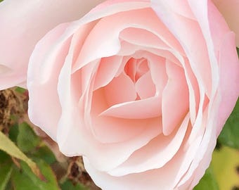 Pink Rose Photo for Charity