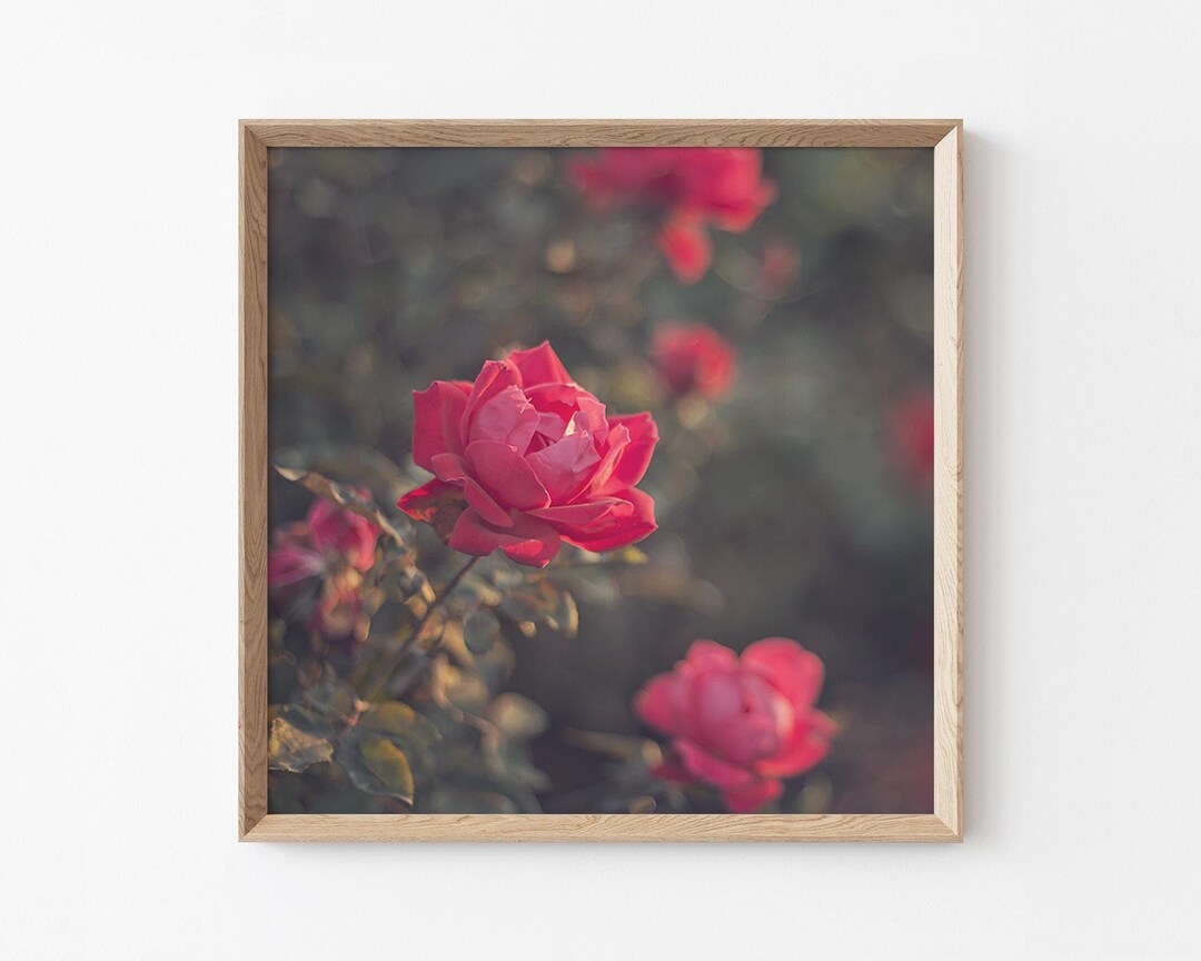 Pink Tea Roses – Floral Fine Art Photography Print – Botanical Wall ...