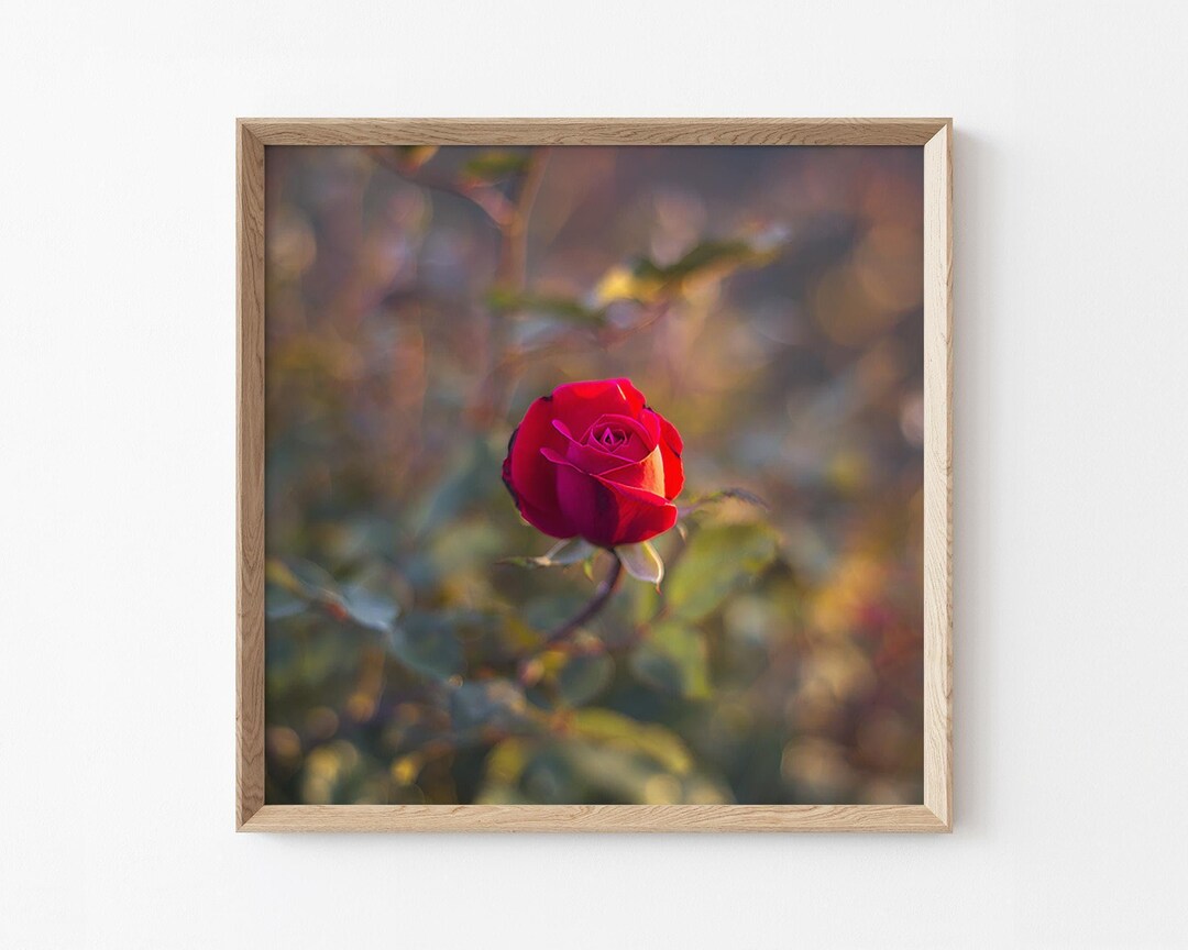 Pink Tea Rose – Fine Art Flower Photography Print – Botanical Wall Art ...