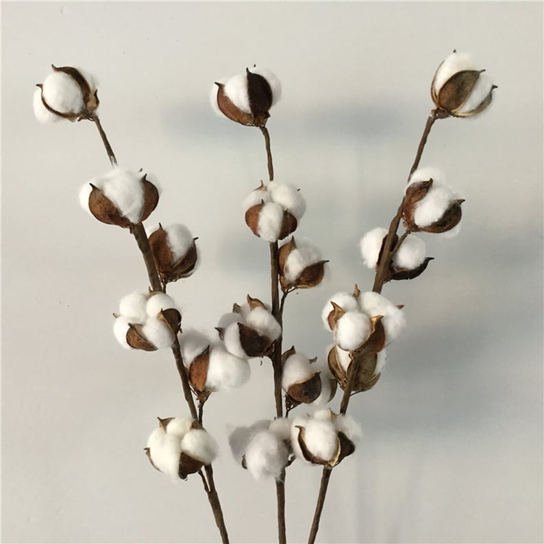 Cotton Branch