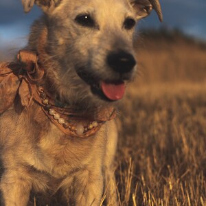 Halsband für Hunde und Katzen / Edelsteine / Jaspis und Achat Perlen / Heilsteine für Hunde/Halstuch für Hunde/Halskette für Hunde Bild 6