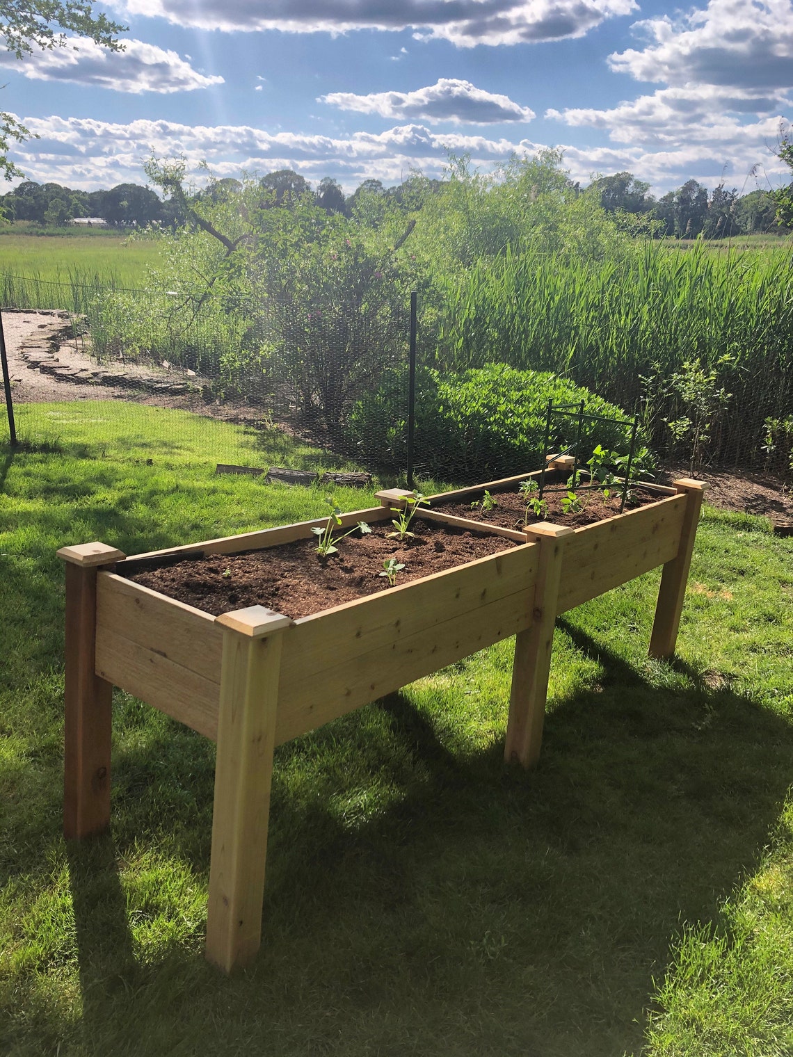 Best Cedar Garden Bed Ever raised 32 High Large by 2ft Etsy