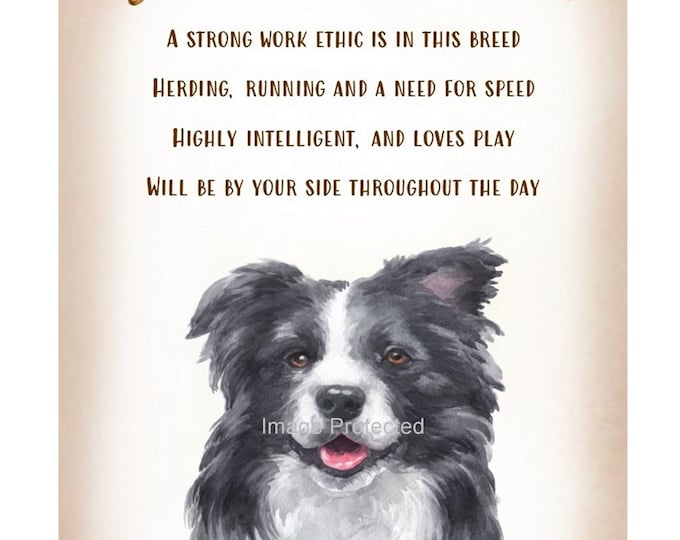 Metal Dog Sign - The Border Collie