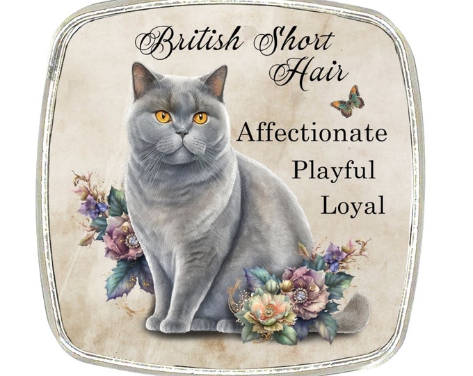 Cat Magnet - Chrome Finish Large Magnet - Cat Breed - British Short Hair Cat