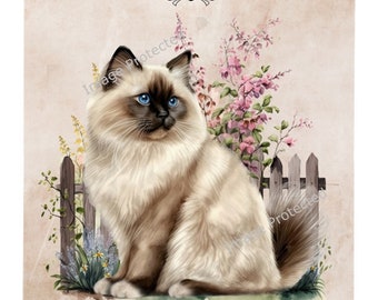 Cat Breed Sign - The Birman Cat