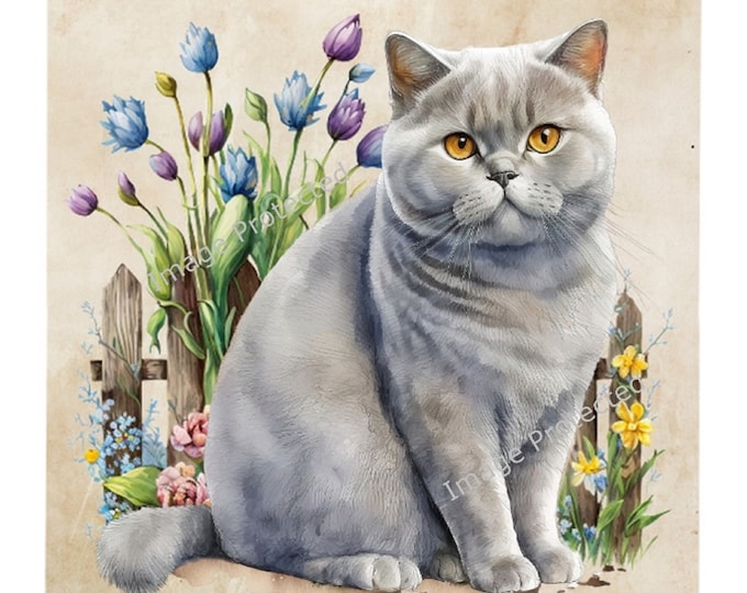 Cat Breed Sign - The British Shorthair Cat