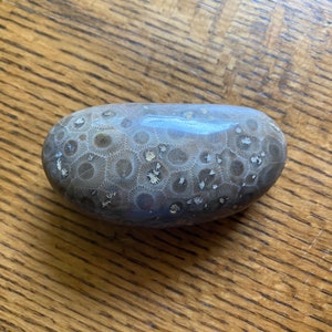 Polished petoskey stone 3.3” x 1.6” medium Petoskey stone