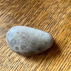Polished petoskey stone 2”