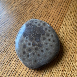 Polished petoskey stone 3” x 2”