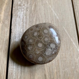 Polished petoskey stone