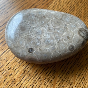 Polished petoskey stone 2” x 3” medium Petoskey stone