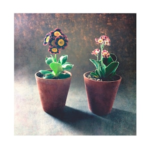 POTS AURICULA à partir d'une photographie originale vierge à l'intérieur de la fête des mères Merci jardinier mère fille condoléances anniversaire