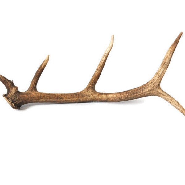 Elk Shed Antlers Etsy