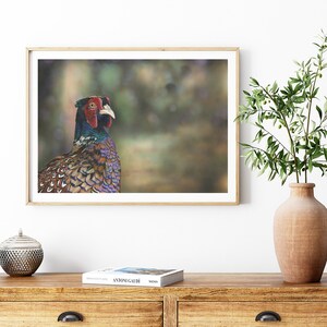 Impresión de faisán, impresión de arte de medios mixtos de faisán, impresión de vida silvestre británica, impresión de Giclee de vida silvestre, impresión de pájaro faisán, impresión de faisán realista