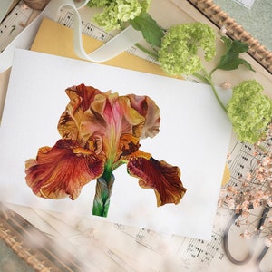 Iris Print, Watercolour Painting, Botanical Print, Iris Flower Print, Gift For Garden Lovers, Gardener Gifts, Art Print, Flower Art Print.
