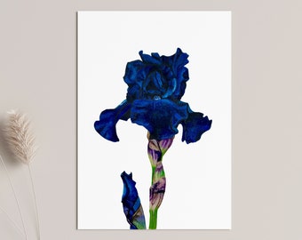 Blue Goddess Original Painting, Watercolour Painting, Iris Illustration, Iris Flower Painting, Gift For Gardeners, Iris Botanical Painting.