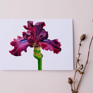 Tarjeta de felicitación con iris morado, tarjeta con flores de febrero, tarjeta inspirada en la naturaleza, tarjeta de felicitación botánica, tarjeta de primavera, tarjeta floral personalizada