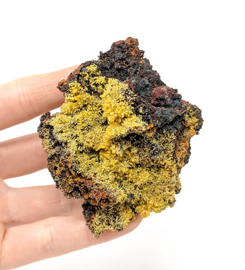 AAA Grade Yellow Mimetite Crystals  Cabinet  Mexican Mineral image 0