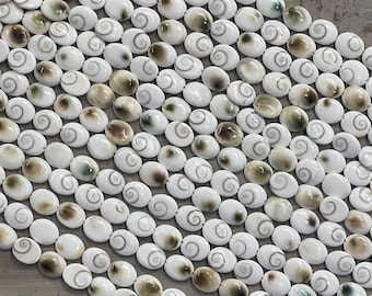 Shiva-Muschel, Pazifische Katzenaugenmuschel, Operculum, Gastropoden-Oval 10 x 12 mm, 10 x 14 mm