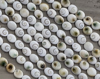 Shiva Shell, Pacific Cat's Eye Shell, Operculum, Gastropod Oval 12x14mm, 12x16mm