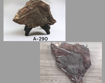 ウミユリの化石、4億5千万年前、オルドビス紀、スキフォクリナイト類