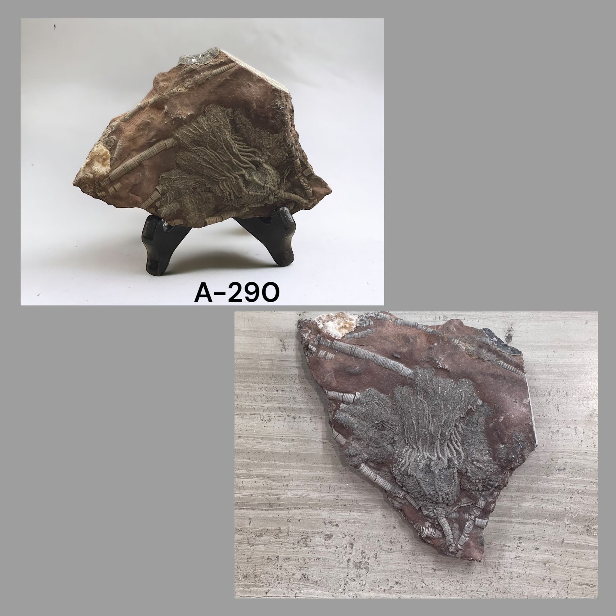 ウミユリの化石、4億5千万年前、オルドビス紀、スキフォクリナイト類