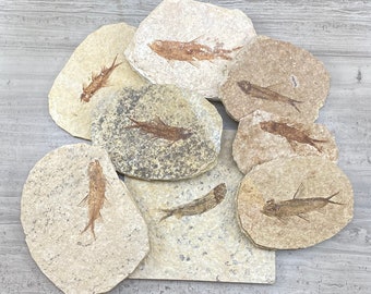 X線骨！大型で天然のディプロミスタス魚化石 ワイオミング州産 623g