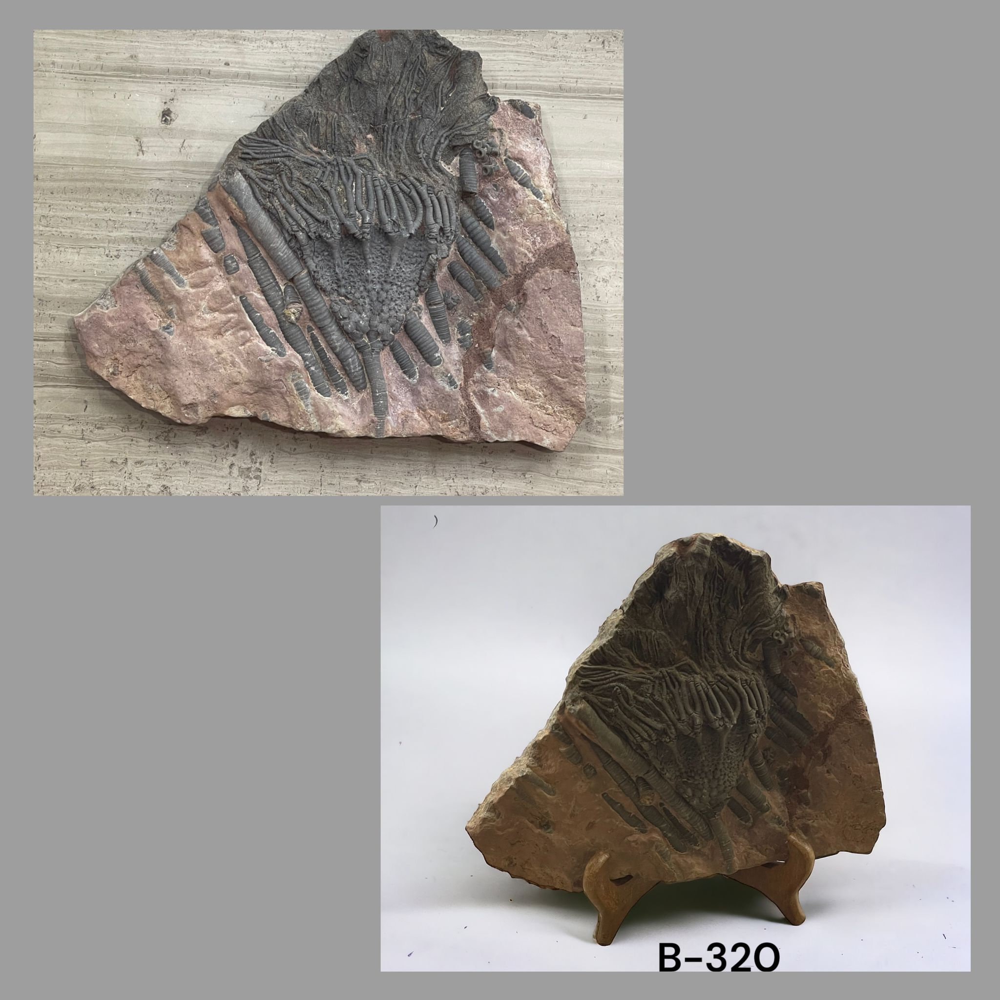 ウミユリの化石、4億5千万年前、オルドビス紀、スキフォクリナイト類