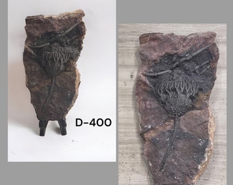 ウミユリの化石、4億5千万年前、オルドビス紀、スキフォクリナイト類