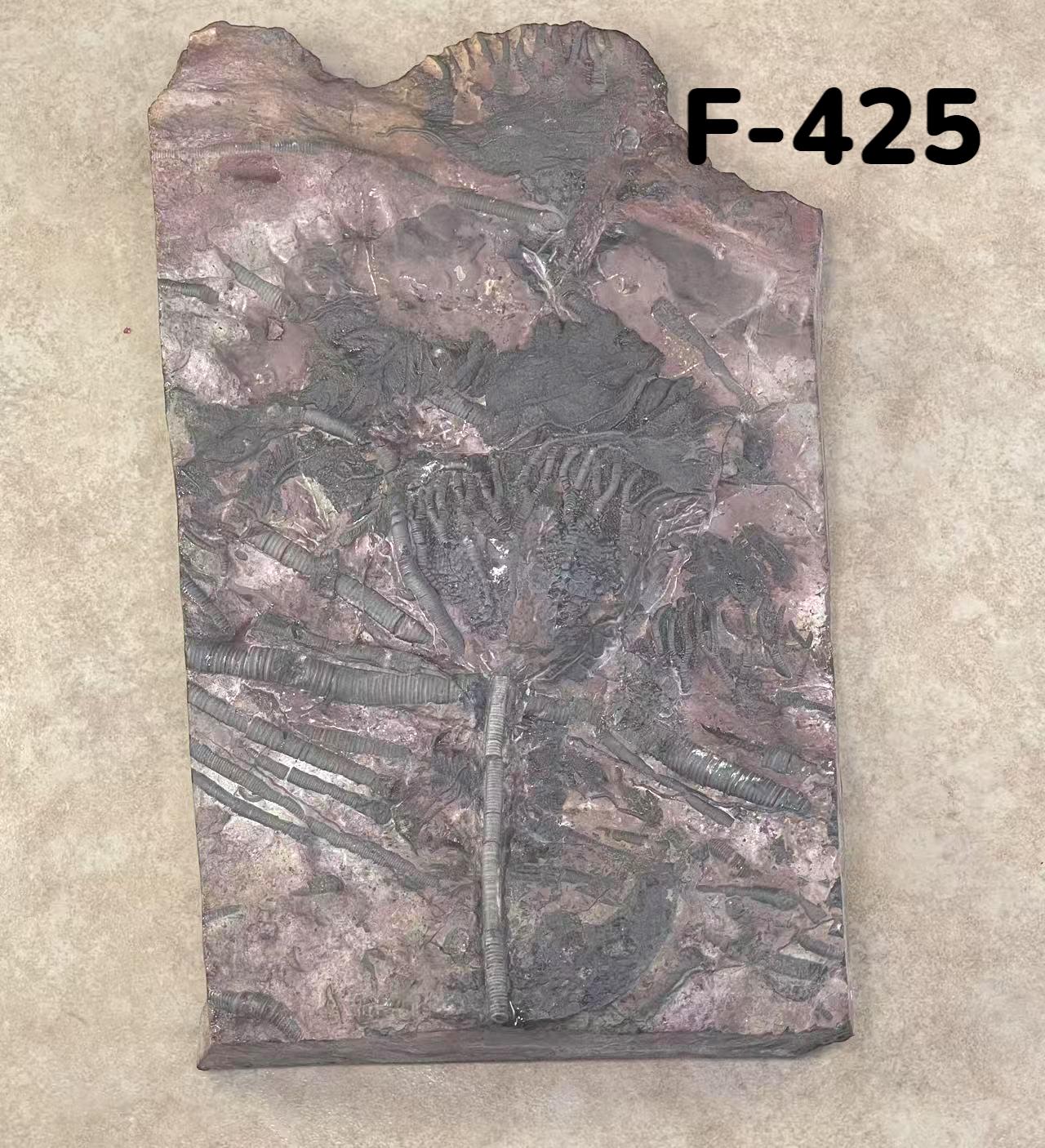 ウミユリの化石、4億5千万年前、オルドビス紀、スキフォクリナイト類